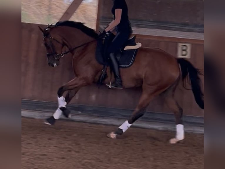 Oldenbourg Jument 4 Ans 161 cm Bai in Hanau