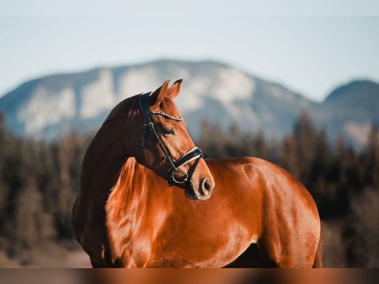 Oldenbourg Jument 4 Ans 162 cm Alezan brûlé in Kiefersfelden