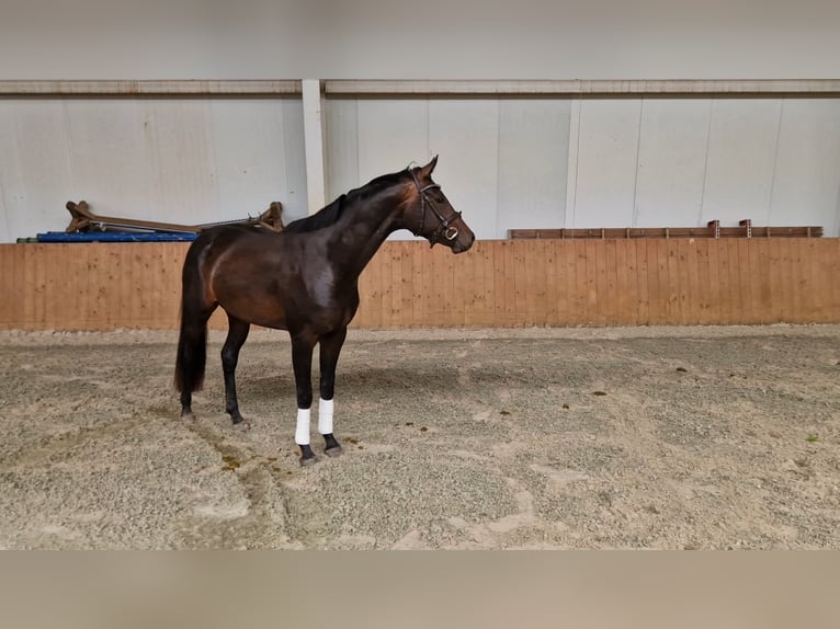 Oldenbourg Jument 4 Ans 162 cm Bai brun in Lindern (Oldenburg)