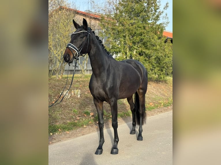 Oldenbourg Jument 4 Ans 162 cm Bai brun in Phöben