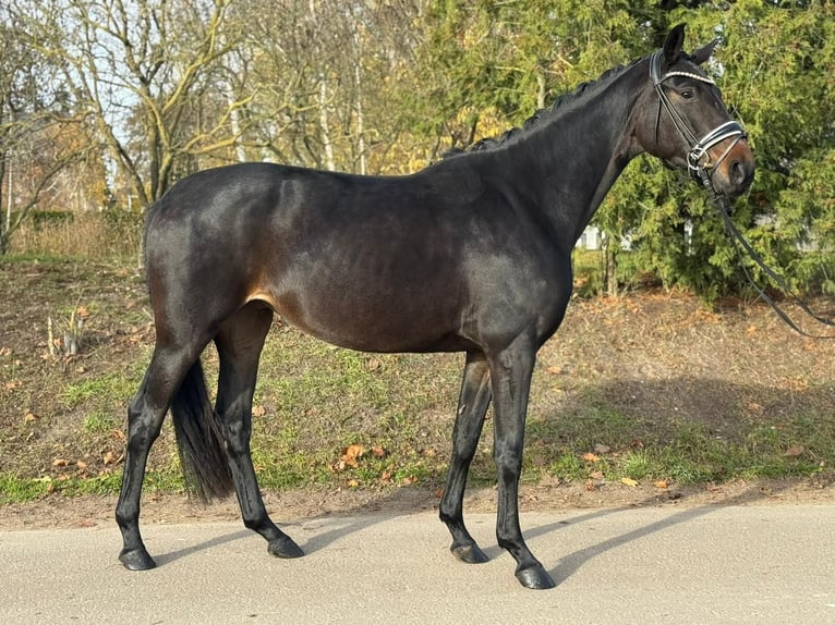 Oldenbourg Jument 4 Ans 162 cm Bai brun in Phöben