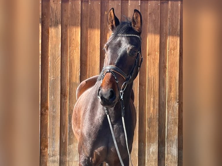 Oldenbourg Jument 4 Ans 162 cm Bai in Drackenstein