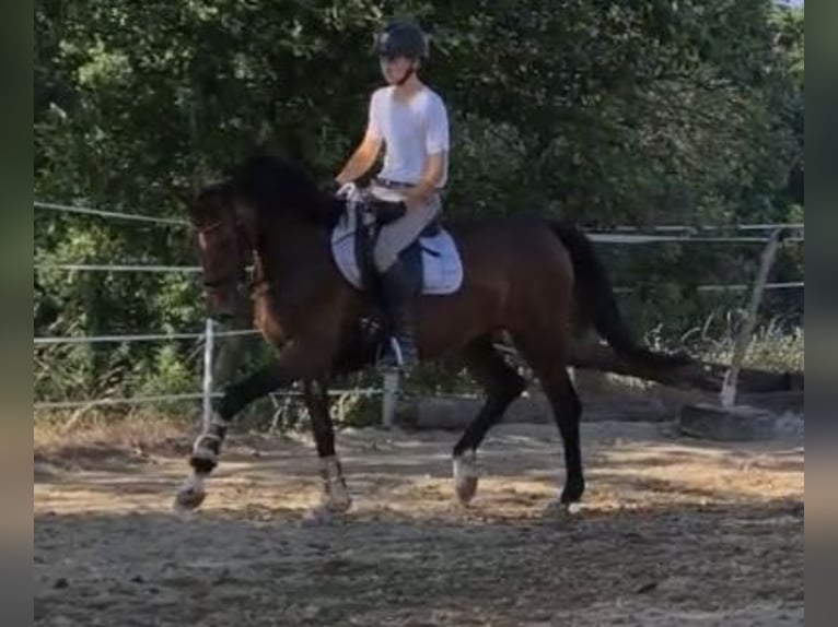 Oldenbourg Jument 4 Ans 162 cm Bai in Sankt Wolfgang