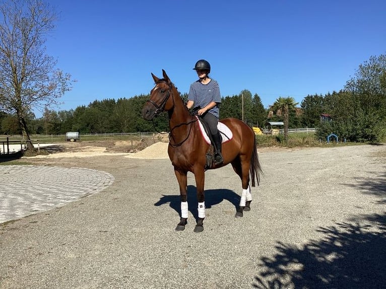 Oldenbourg Jument 4 Ans 163 cm Bai brun in Essex