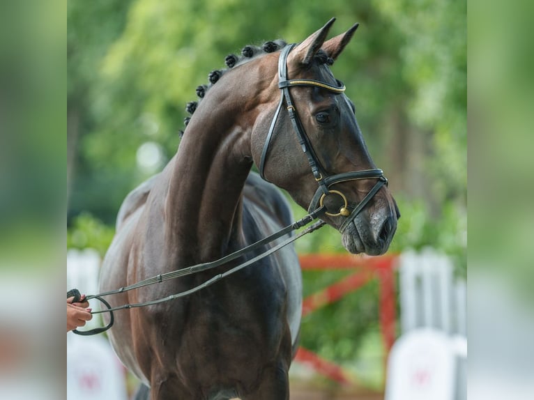 Oldenbourg Jument 4 Ans 163 cm Bai brun in Münster