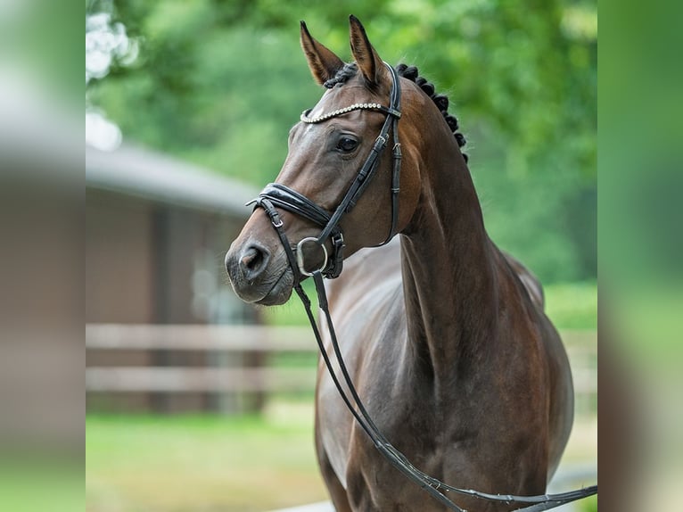 Oldenbourg Jument 4 Ans 163 cm Bai brun in M&#xFC;nster
