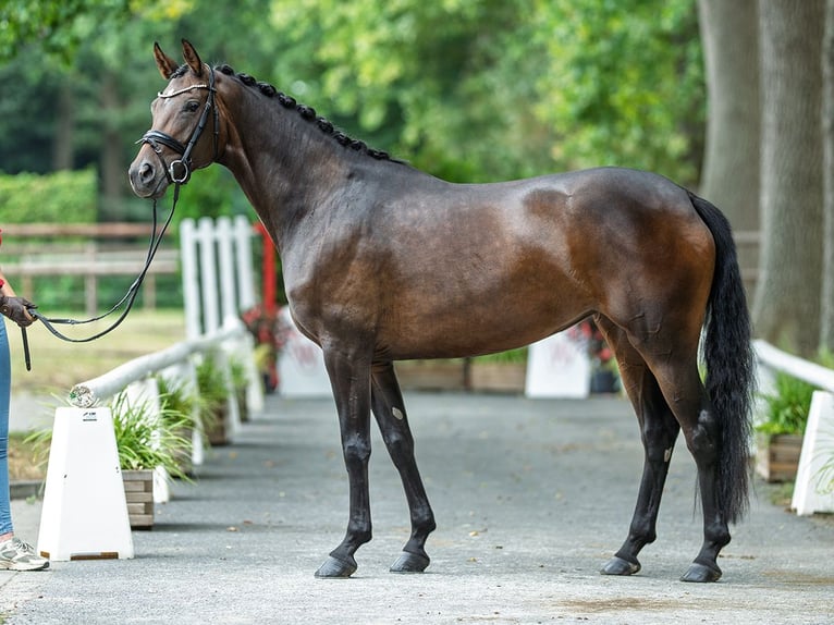 Oldenbourg Jument 4 Ans 163 cm Bai brun in M&#xFC;nster