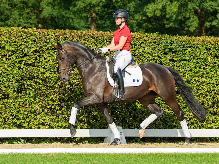 Oldenbourg Jument 4 Ans 163 cm Bai brun in Münster