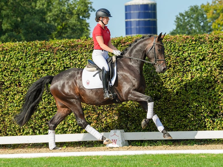 Oldenbourg Jument 4 Ans 163 cm Bai brun in Münster