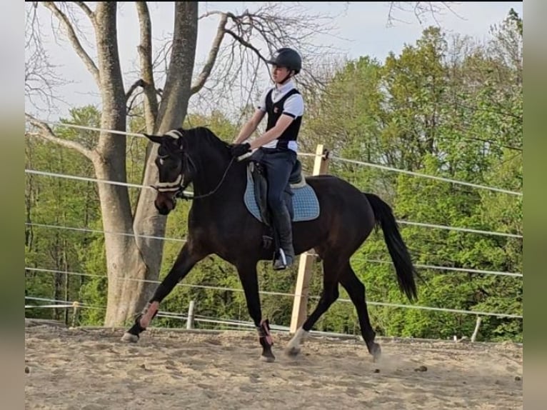 Oldenbourg Jument 4 Ans 163 cm Bai brun in Sankt Wolfgang