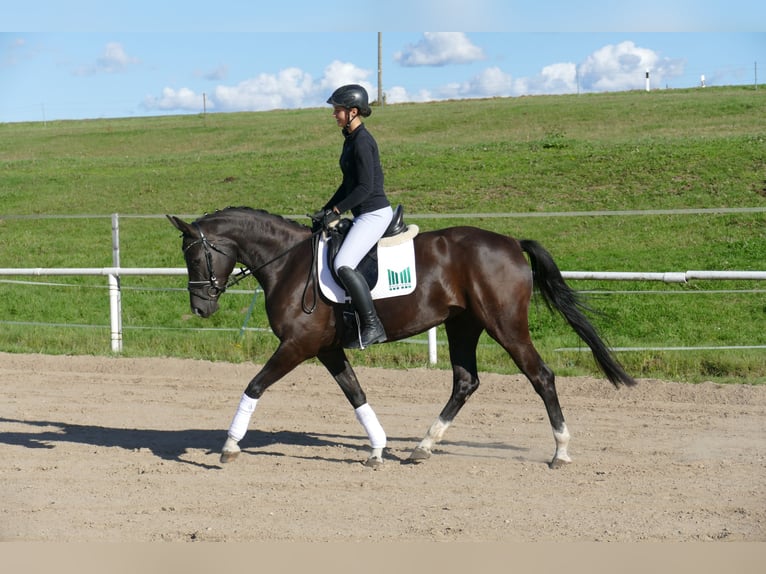 Oldenbourg Jument 4 Ans 163 cm Noir in Ganschow
