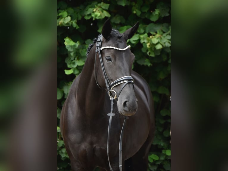 Oldenbourg Jument 4 Ans 163 cm Noir in F&#xFC;rstenau