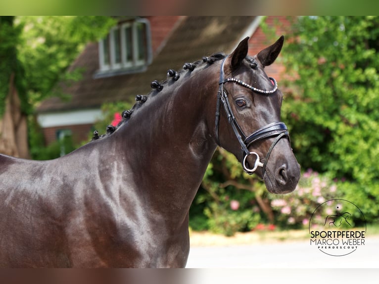 Oldenbourg Jument 4 Ans 163 cm Noir in Westerstede
