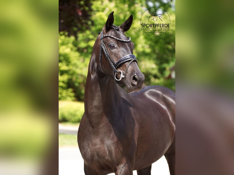 Oldenbourg Jument 4 Ans 163 cm Noir in Westerstede