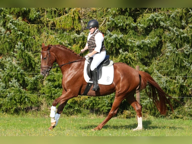 Oldenbourg Jument 4 Ans 164 cm Alezan in Wittendörp, OT. Pogreß