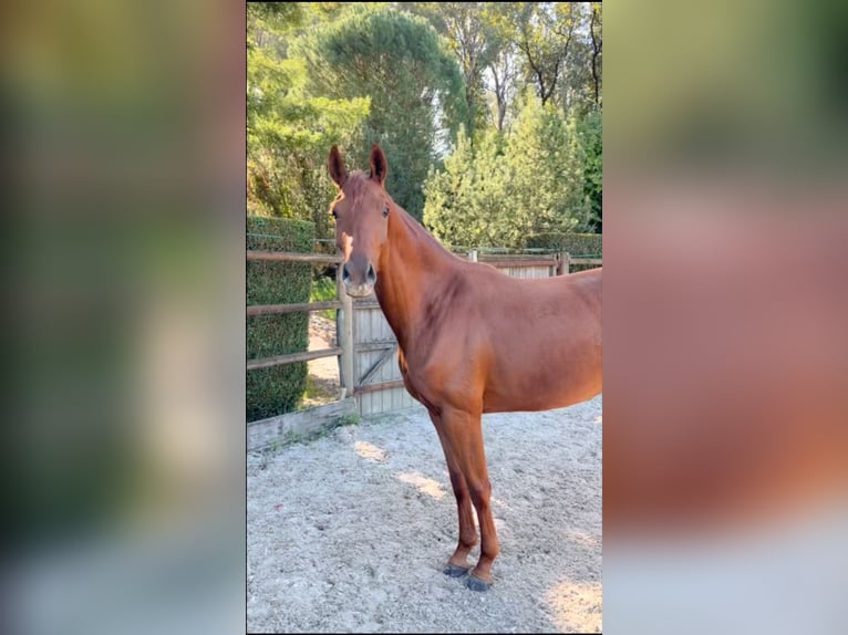 Oldenbourg Jument 4 Ans 164 cm Alezan cuivré in Malville