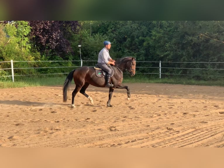 Oldenbourg Jument 4 Ans 164 cm Bai brun in Schwartow