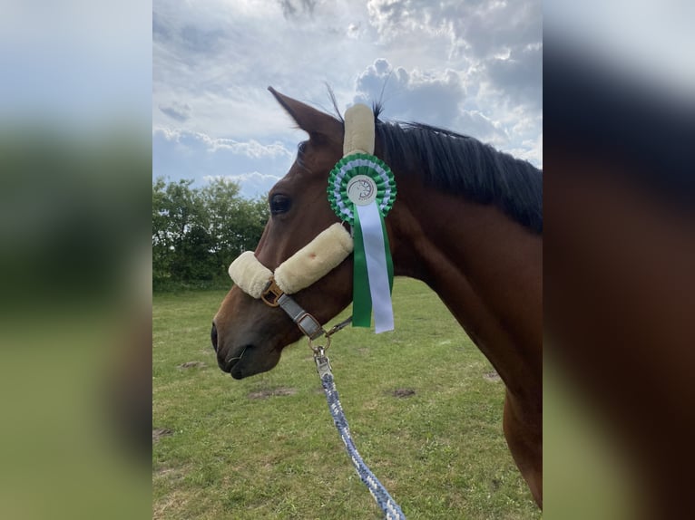 Oldenbourg Jument 4 Ans 164 cm Bai in Bekm&#xFC;ndeItzehoe