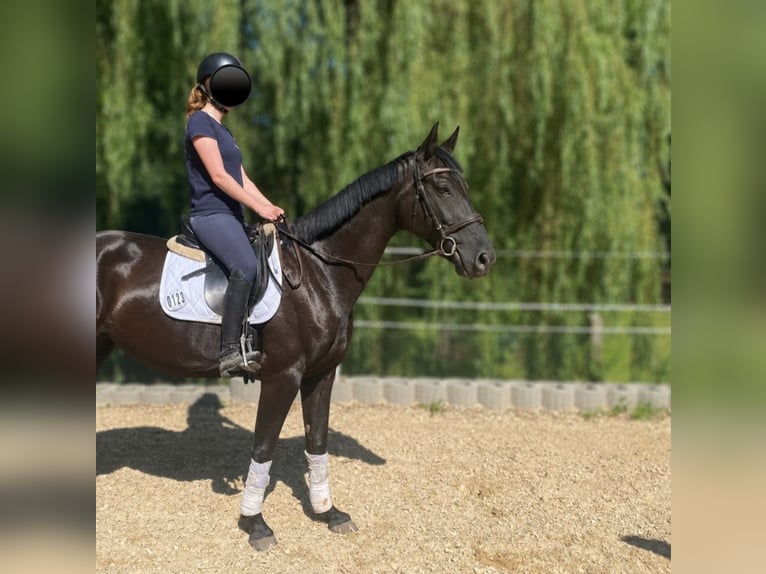 Oldenbourg Jument 4 Ans 164 cm Noir in Lindenkreuz