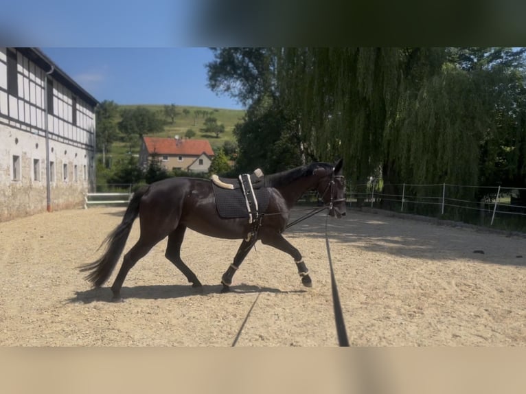 Oldenbourg Jument 4 Ans 164 cm Noir in Lindenkreuz
