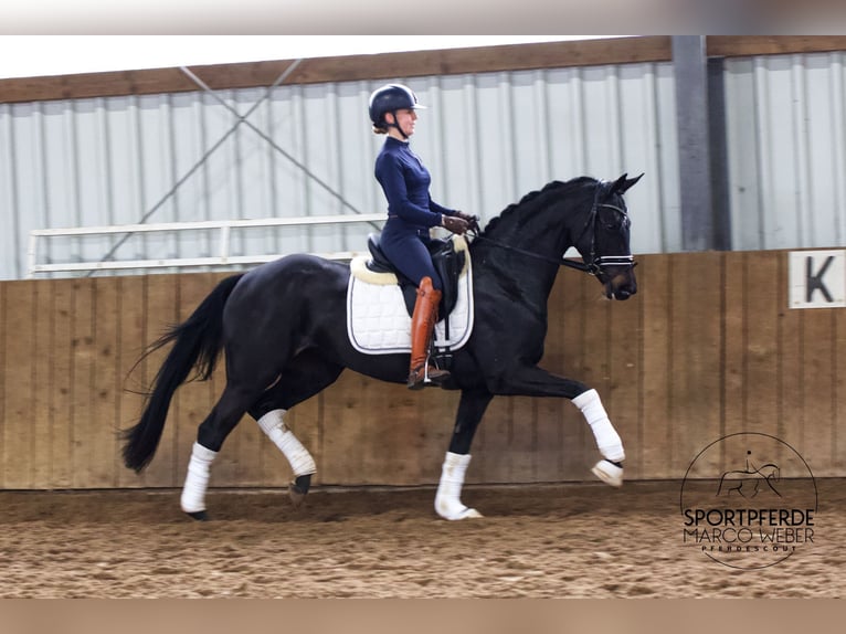 Oldenbourg Jument 4 Ans 164 cm Noir in Warendorf