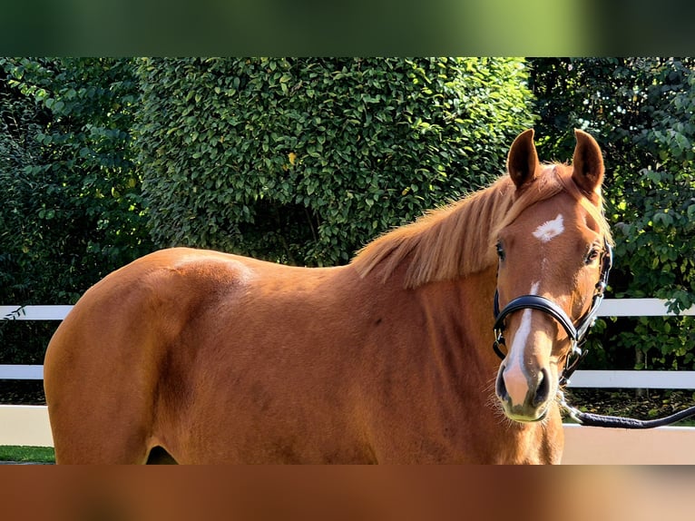 Oldenbourg Jument 4 Ans 165 cm Alezan in Visbek