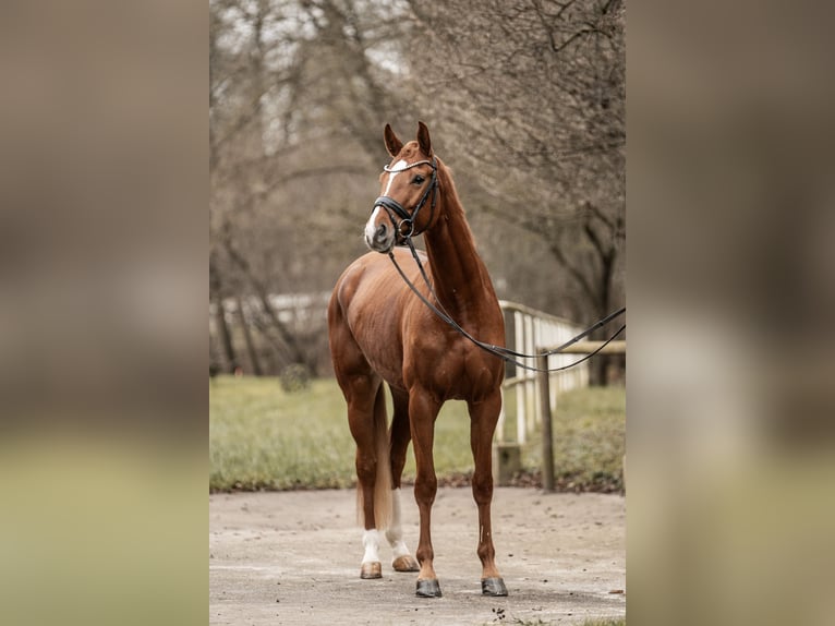 Oldenbourg Jument 4 Ans 165 cm Alezan in Bretten