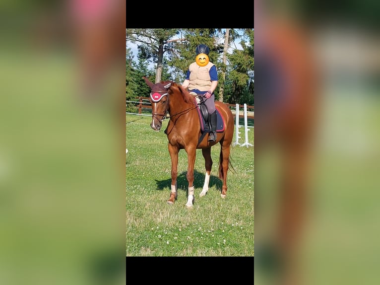 Oldenbourg Jument 4 Ans 165 cm Alezan in Dodow