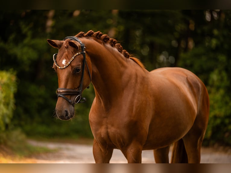 Oldenbourg Jument 4 Ans 165 cm Alezan in Wehringen