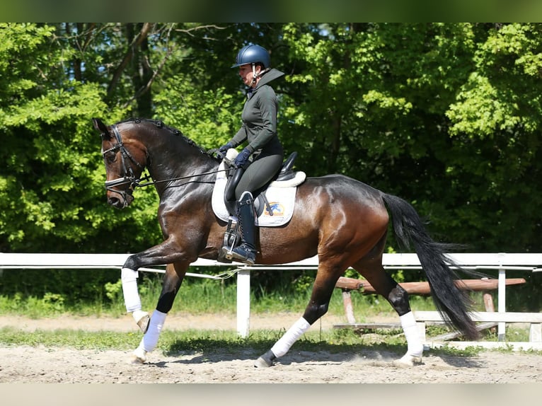 Oldenbourg Jument 4 Ans 165 cm Bai brun in Budaörs