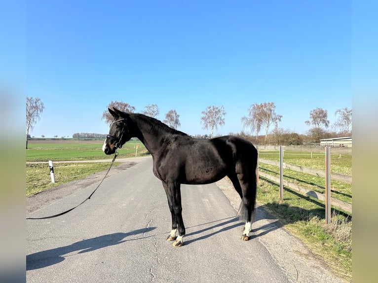 Oldenbourg Jument 4 Ans 165 cm Bai brun in Hildesheim