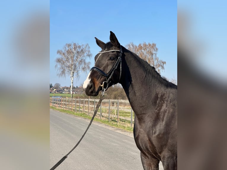 Oldenbourg Jument 4 Ans 165 cm Bai brun in Hildesheim