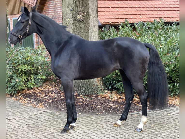 Oldenbourg Jument 4 Ans 165 cm Bai brun in Visbek