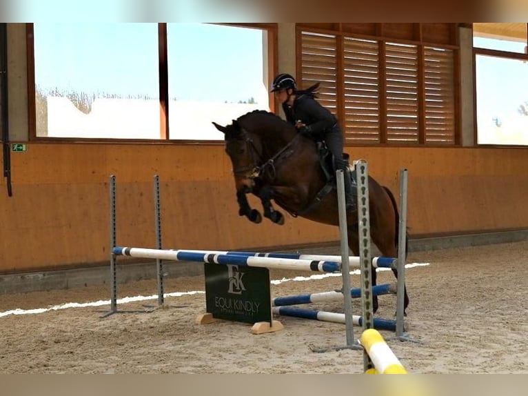 Oldenbourg Jument 4 Ans 165 cm Bai brun in Prague
