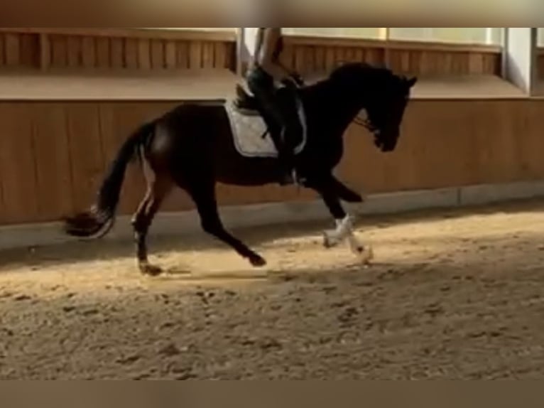 Oldenbourg Jument 4 Ans 165 cm Bai brun in Leer (Ostfriesland)