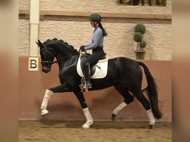 Oldenbourg Jument 4 Ans 165 cm Bai brun foncé in Wehringen