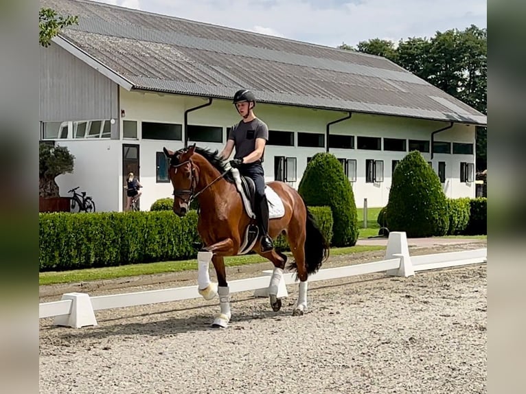 Oldenbourg Jument 4 Ans 165 cm Bai in Ibbenbüren