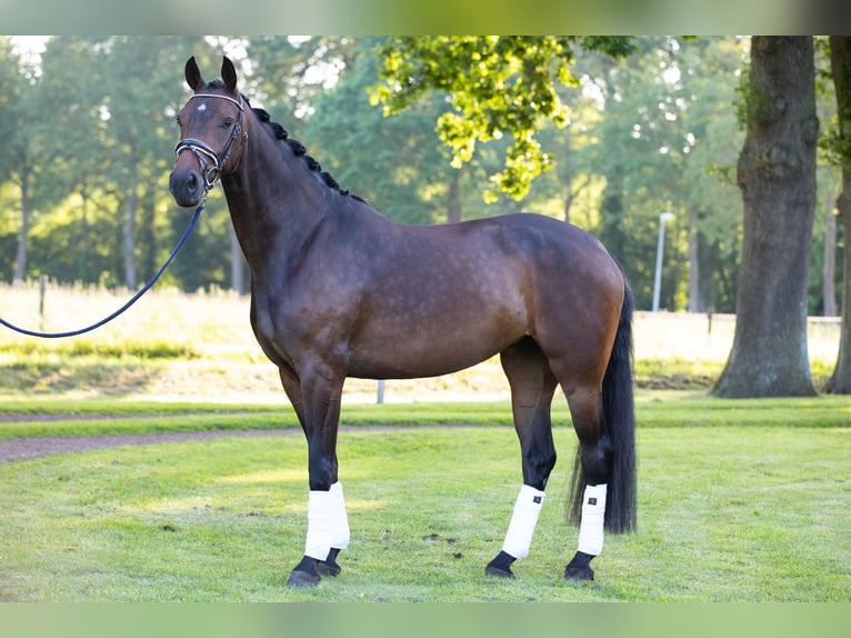 Oldenbourg Jument 4 Ans 165 cm Bai in Sellingen