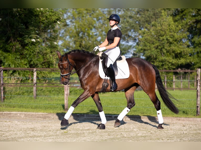 Oldenbourg Jument 4 Ans 165 cm Bai in Sellingen