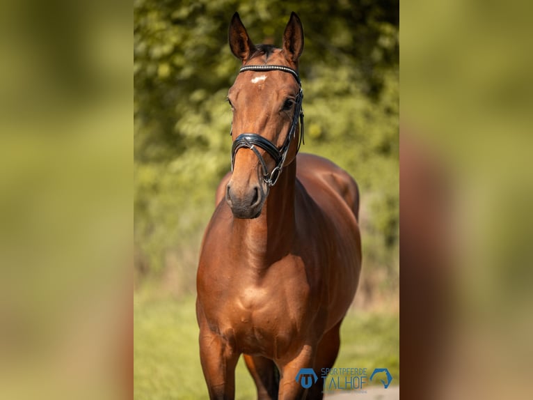 Oldenbourg Jument 4 Ans 165 cm Bai in Korntal-Münchingen