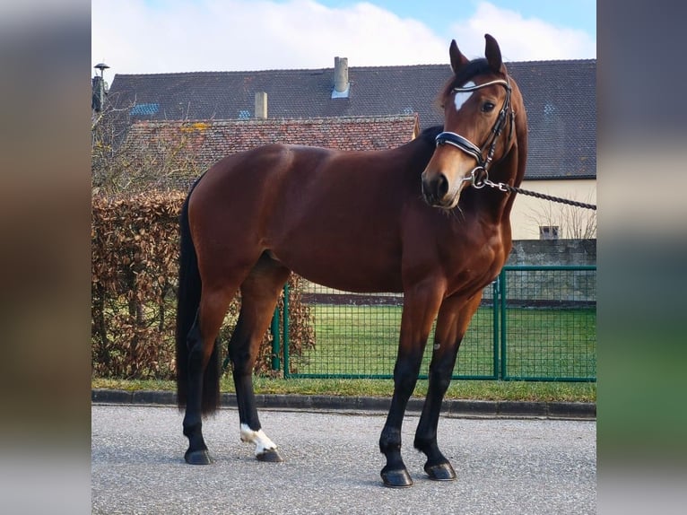 Oldenbourg Jument 4 Ans 165 cm Bai in Königsmoos