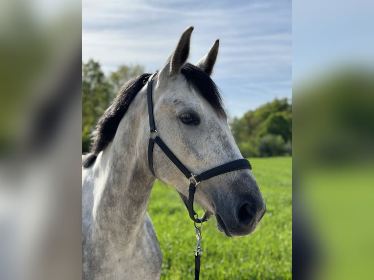 Oldenbourg Jument 4 Ans 165 cm Gris in Train