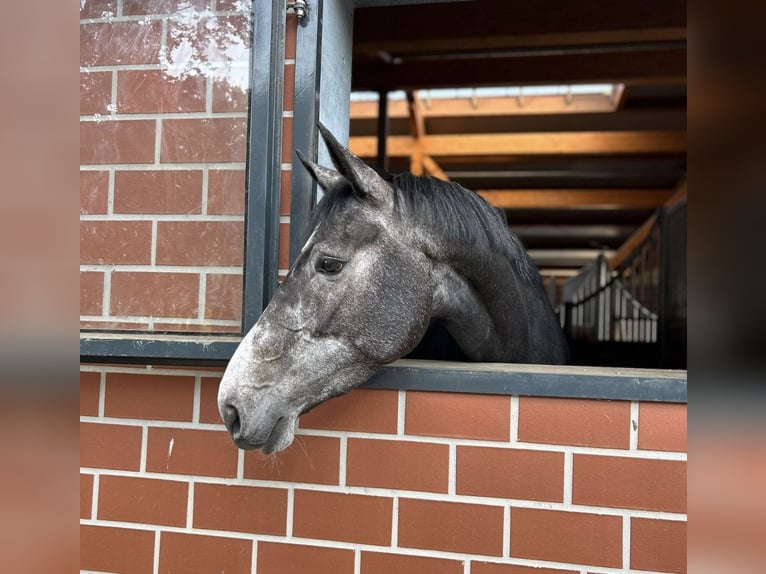 Oldenbourg Jument 4 Ans 165 cm Gris in Stolzenau