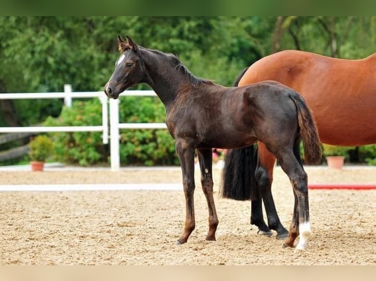 Oldenbourg Jument 4 Ans 165 cm Noir in Homberg (Ohm)