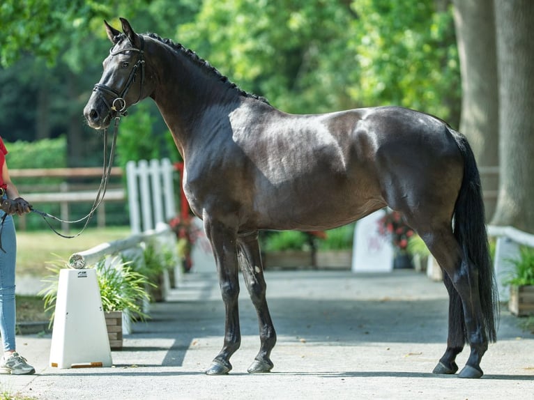 Oldenbourg Jument 4 Ans 165 cm Noir in M&#xFC;nster-Handorf