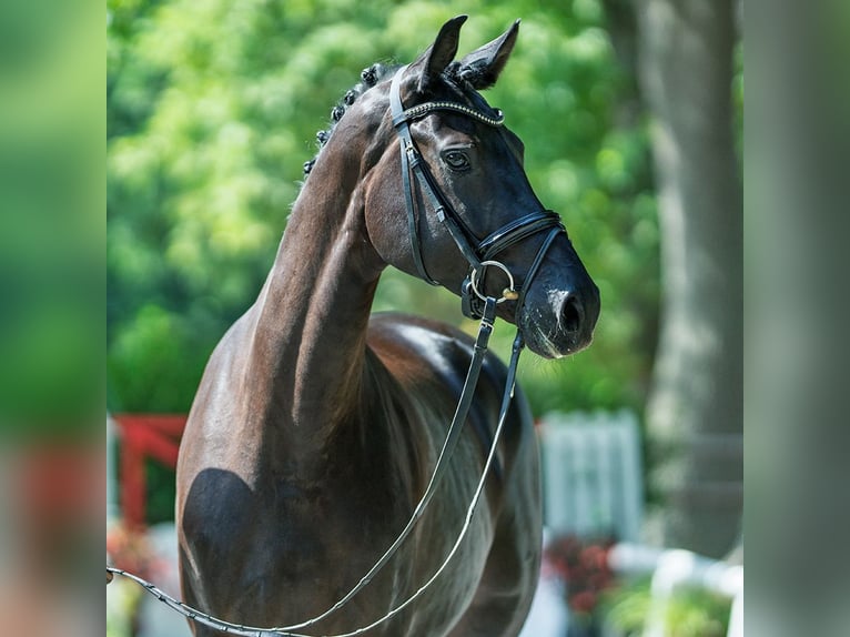 Oldenbourg Jument 4 Ans 165 cm Noir in M&#xFC;nster-Handorf