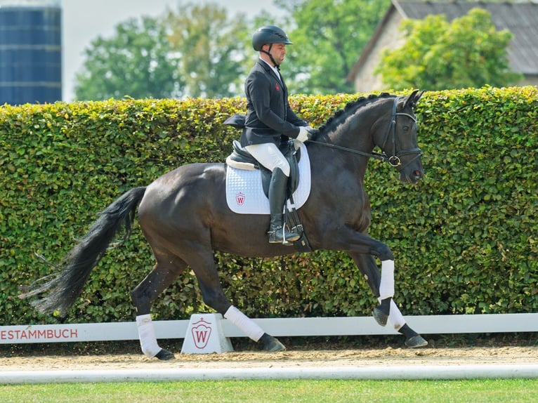Oldenbourg Jument 4 Ans 165 cm Noir in M&#xFC;nster-Handorf