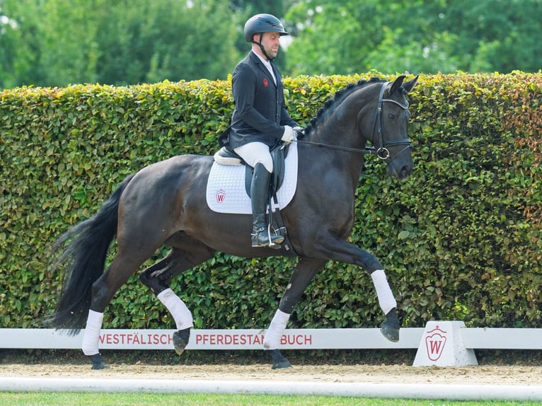 Oldenbourg Jument 4 Ans 165 cm Noir in M&#xFC;nster-Handorf