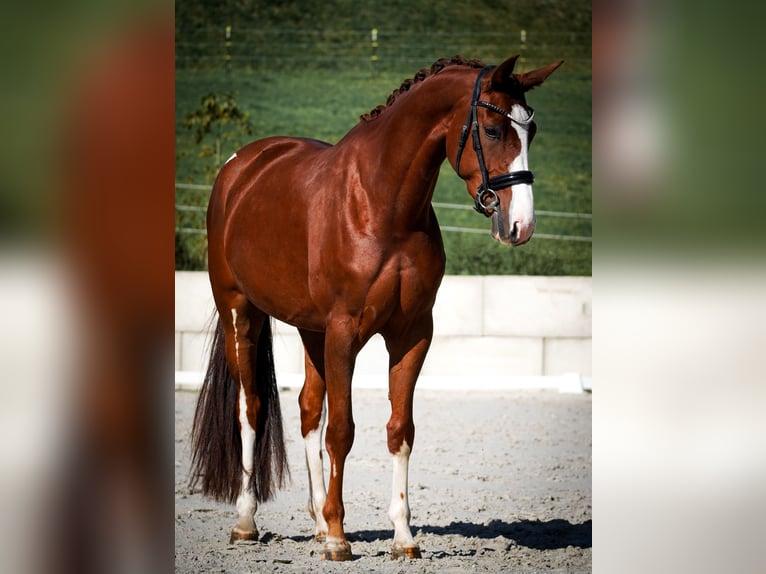 Oldenbourg Jument 4 Ans 166 cm Alezan brûlé in Nettersheim Oldenbourg Jument 4 Ans 166 cm Alezan brûlé in Nettersheim