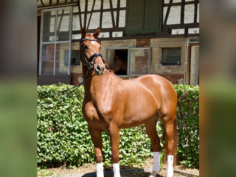 Oldenbourg Jument 4 Ans 166 cm Alezan in Bad Boll